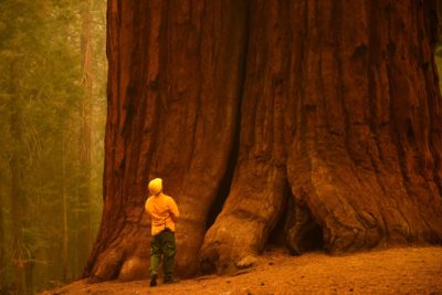A firefighter at the base of a towering sequoia in Long Meadow Grove in Sequoia National Forest.