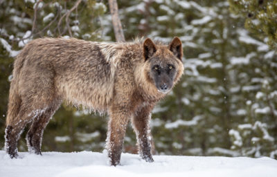 Gray wolves were reintroduced to Yellowstone National Park in the 1990s.