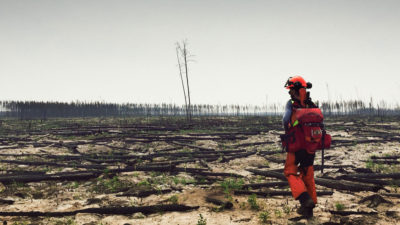 A scientist walks through Canada's Wood Buffalo National Park following a wildfire in 2014. The blaze was so intense that it burned most of the seeds and nutrients in the forest's soil.