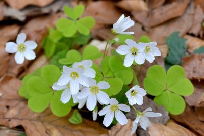 Wood sorrel is moving westward at a rate of three miles a year.