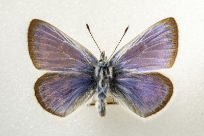 A Xerces Blue specimen.