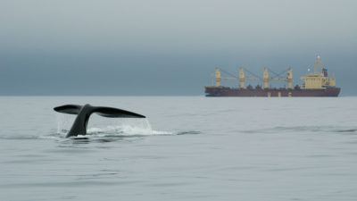 A right whale in the vicinity of a large vessel in the Bay of Fundy.