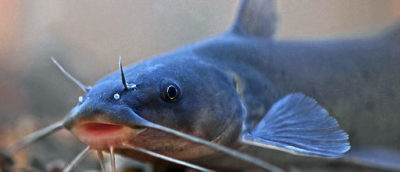 Only 20 adult Yaqui catfish remain in and around San Bernardino National Wildlife Refuge, and all are approaching the end of their lives. 