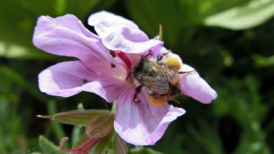 Utah is home to 1,100 wild bee species, including yellow-front bumble bee, seen here.