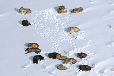 A pack of wolves in Yellowstone National Park.