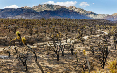 The York Fire burned roughly a million Joshua trees in Mojave National Preserve in August 2023.