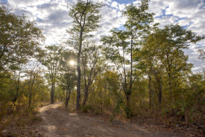 A forest in Mbire, Zimbabwe that is generating carbon credits. Blue Carbon has signed a memorandum of understanding with Zimbabwe to sell carbon credits from its woodlands.