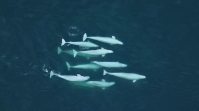New research finds beluga whales have social networks similar to humans.