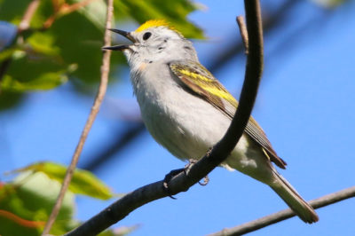The so-called "Burket warbler," a new hybrid of a Brewster's and chestnut-sided warblers. 