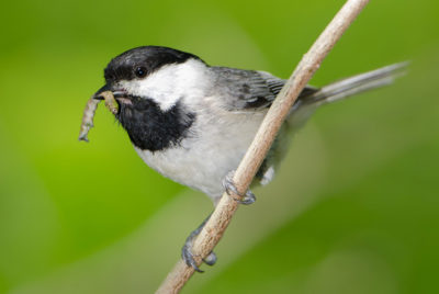 A Carolina chickadee carries an insect from a native tulip tree to its nestlings. Scientists found that chickadees nests in suburban yards dominated by non-native plants contain 1.5 fewer eggs than those in yards with numerous natives.