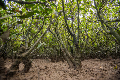 A mangrove forest on the Leizhou Peninsula at the southern tip of China.
