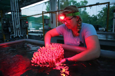 A researcher examines spawning coral at the Australian Institute of Marine Science’s National Sea Simulator.