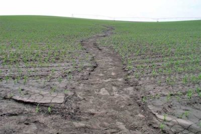 Soil erosion in corn field in Nebraska.
