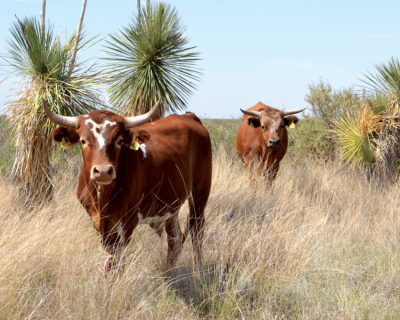 Criollo cattle, a breed that can live in arid regions, on a federal research site in New Mexico.