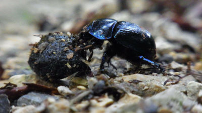 A dung beetle.