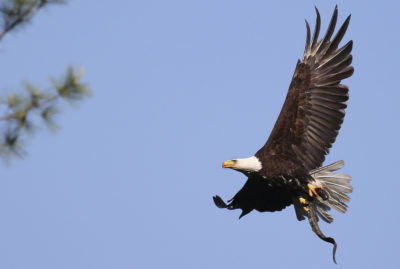 A bald eagle carries a sea lamprey snatched from the Connecticut River in Windsor, Vermont.
