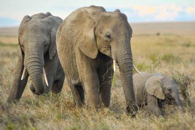 Elephants in Tanzania's Serengeti National Park.