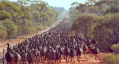 Emus attempting to cross the Rabbit-Proof Fence in Western Australia. 