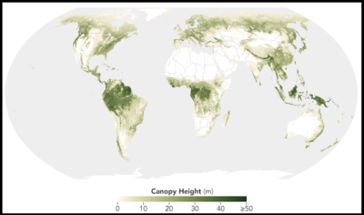 This map shows the height of forests worldwide. Taller forests typically store more carbon.