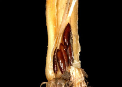 Hessian pupae settle in the crown of wheat seedlings, just above the roots, and feed on the plant's juices, stunting plant growth.​