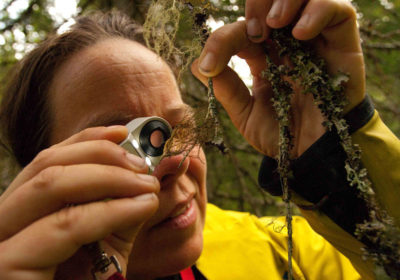 Conservationist Malin Sahlin identifies a species of Bryoria lichen during a recent survey. A magnifying loupe is required gear.