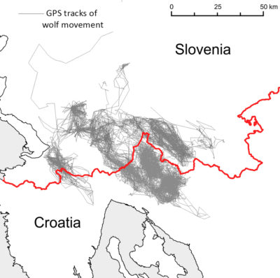 ​GPS tracking data shows the movement of wolves between Slovenia and Croatia before border fencing was erected in recent years. The red line represents the pathway of new razor wire security fencing built to deter refugees from entering Slovenia.​