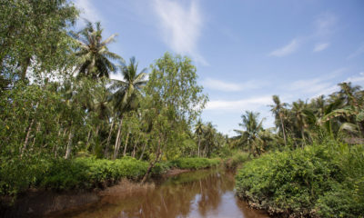 The Katingan Project, from which Shell has purchased carbon credits, began in 2007 and has helped protect swamp forests in Indonesian Borneo.