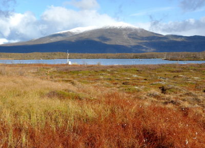 In northern Sweden, wet-loving grasses seen on the left are giving way to stout, dry-loving shrubs as permafrost melts. These shrubs are helping to limit methane emissions, new research finds.