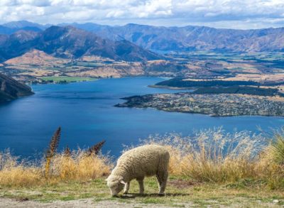 A sheep in New Zealand.