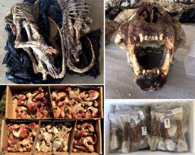 Lion skeletons, a skull, and claws prepared for taxidermy, and in the bottom-right, a box of clean lion bones to be sent to Southeast Asia.