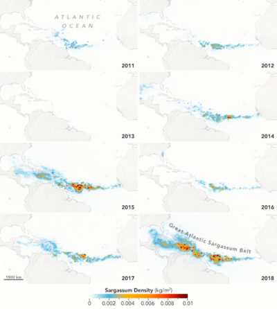 Sargassum extent from July 2011 to July 2018.