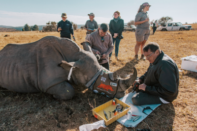 Researchers add radioisotopes to a rhino horn at the Waterberg Biosphere Reserve in South Africa.