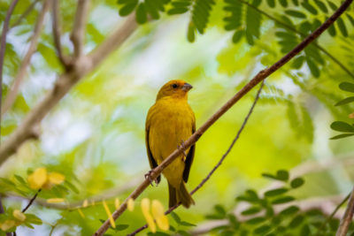 A saffron finch in Mato Grosso, Brazil. Abundant in most parts of Brazil, the species is an easy target for traffickers.