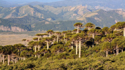 Araucaria araucana trees in northern Patagonia, Argentina, used in the study, can live 1,000 years.