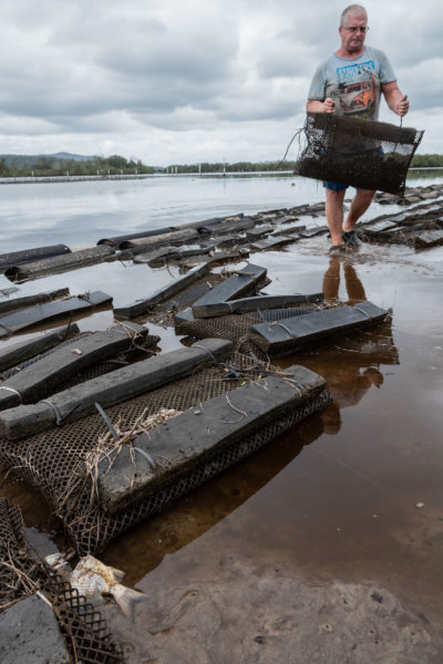 Oyster farmer Todd Graham examines his cages in the Clybucca Creek area, near the mouth of the Macleay River, after a surge in ash and acid from upstream caused a massive fish die-off.