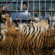 A group of men arrested while trying to sell a tiger skin near Chandrapur, India.