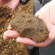 Soil in a long-term experiment appears red when depleted of carbon (left) and dark brown when carbon content is high (right).