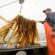 Marine biologist Charles Yarish hauls kelp aboard a boat in Long Island Sound.