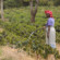 A farmer waters coffee saplings on the slopes of Mount Kilimanjaro.