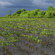 Rows of mangrove saplings on Niodior planted at various times since 2009. Some of the trees were planted as part of an international carbon-credit program, but more recently, the islanders have continued planting on their own.