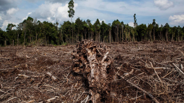 Despite Government Pledges, Ravaging of Indonesia’s Forests Continues ...