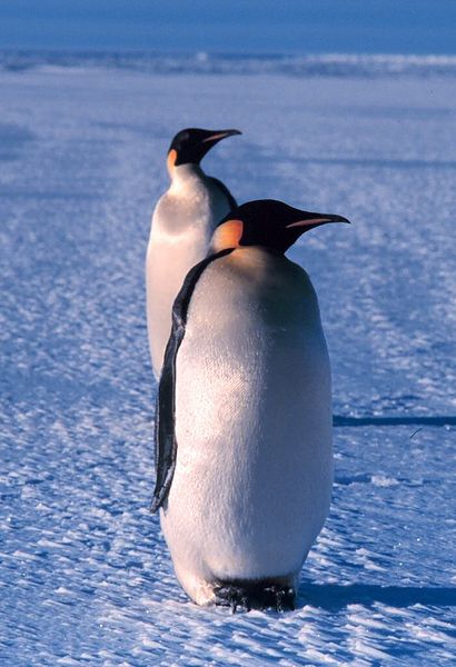 Faced With Sea Ice Loss, Emperor Penguins Alter Breeding Tactics