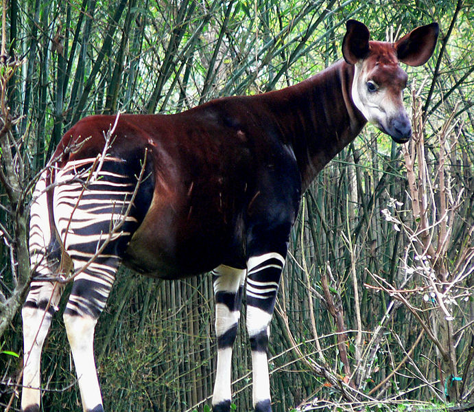 Okapi, forest giraffe