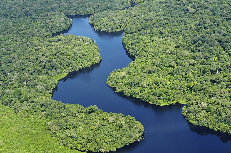 Amazon rainforest near Manaus, Brazil