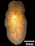 Parasitic flatworm Amakusaplana acroporae