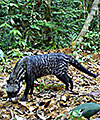 African civet