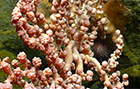 deep sea coral canyon
