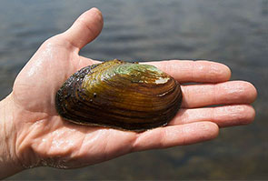 Eastern elliptio freshwater mussel