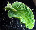 sea slug Elysia chlorotica
