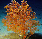 L. annosa coral